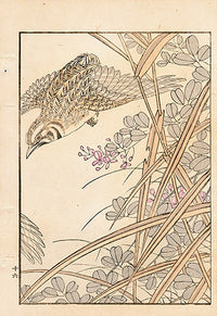 Tanaka Yohu Woodblock 1892 Bird Design - Panteek Antique Prints