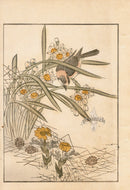 Tanaka Yohu Woodblock 1892 Bird Design Daisies - Panteek Antique Prints