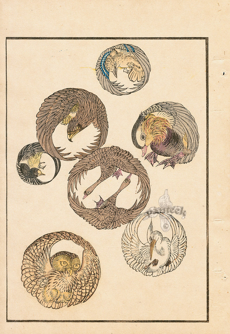 Tanaka Yohu Woodblock 1892 Birds, Owl Crane Eagle