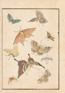 Tanaka Yohu Woodblock 1892 Butterfly Designs - Panteek Antique Prints