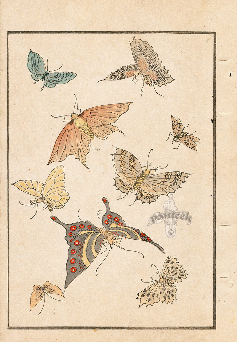 Tanaka Yohu Woodblock 1892 Butterfly Designs