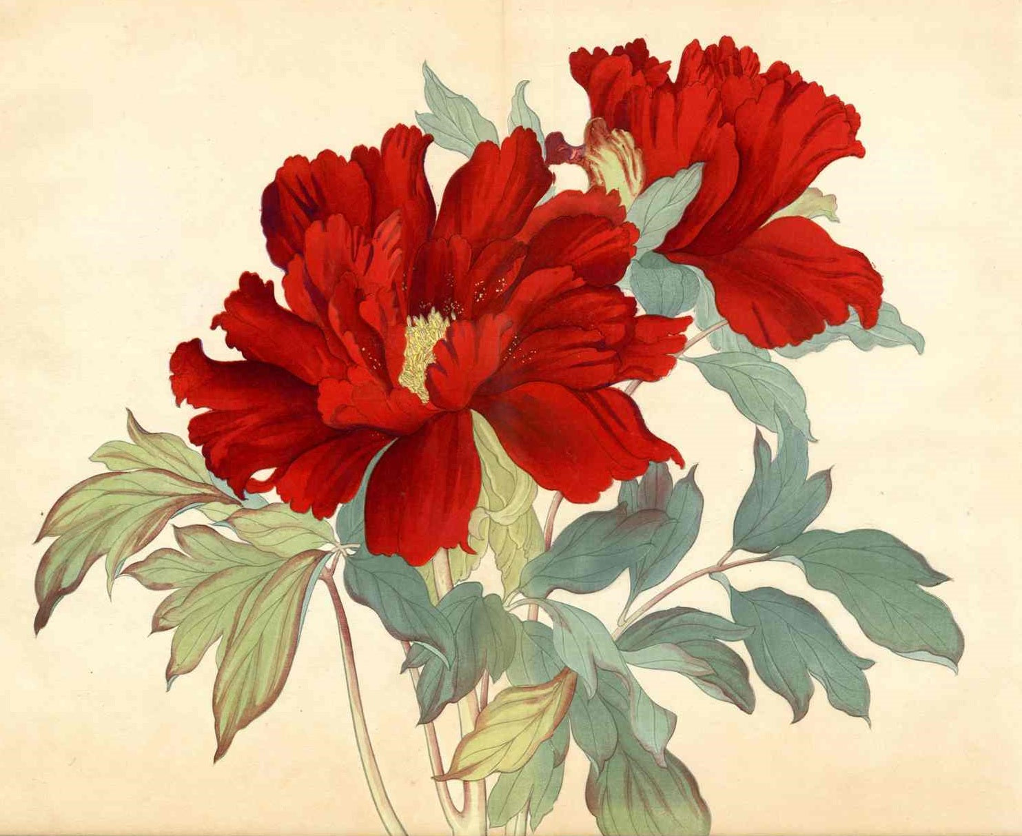 Tanigami Konan Peony Series 2 Red Flowers