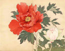 Tanigami Konan Peony Series Large Red Flower - Panteek Antique Prints
