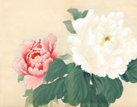 Tanigami Konan Peony Series Large White Flower - Panteek Antique Prints