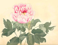 Tanigami Konan Peony Series Single Pink Flower - Panteek Antique Prints
