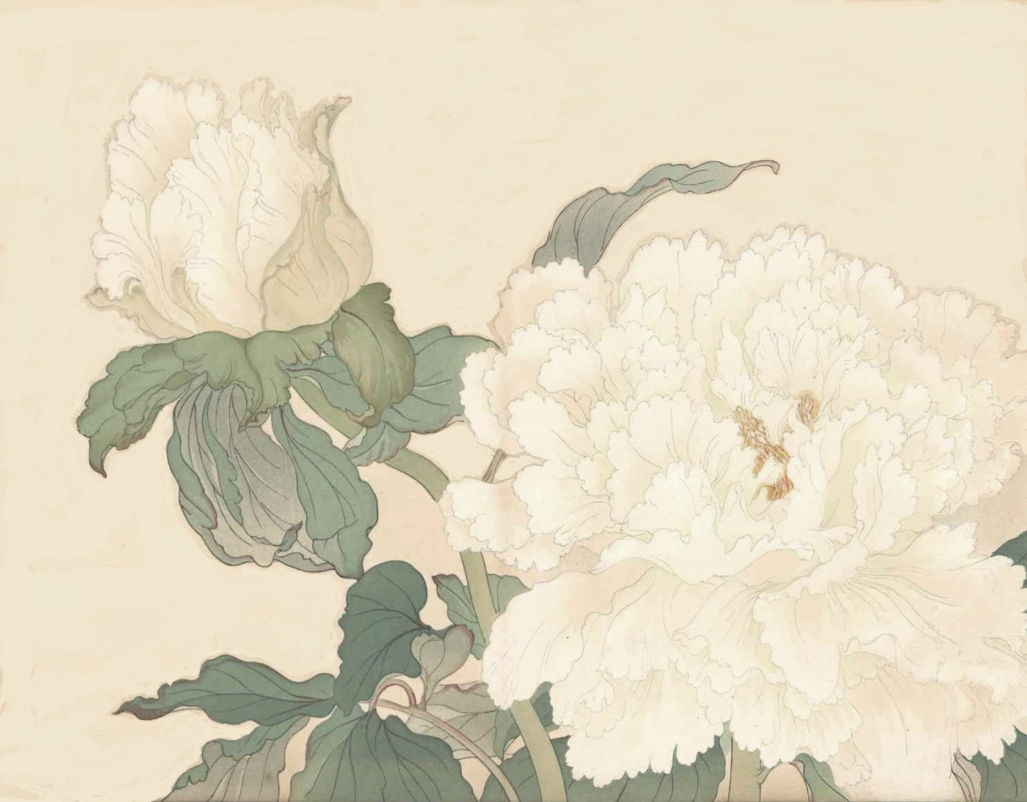 Tanigami Konan Peony Series White, Pink Flower