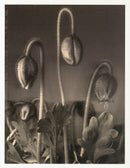 Tom Baril Flower Prints from Botanica Alpine Poppies - Panteek Antique Prints