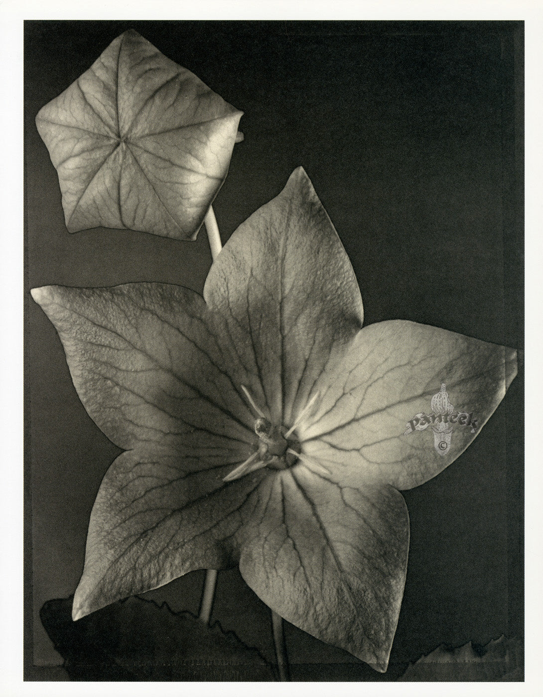 Tom Baril Flower Prints from Botanica Balloon Flower