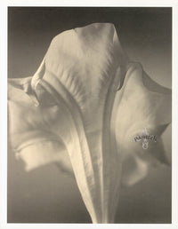 Tom Baril Flower Prints from Botanica Brugmansia - Panteek Antique Prints