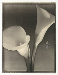 Tom Baril Flower Prints from Botanica Calla Lilies - Panteek Antique Prints