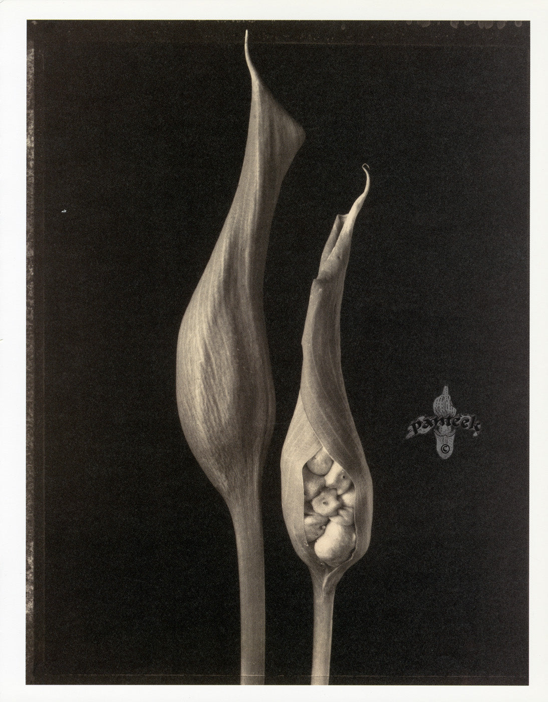 Tom Baril Flower Prints from Botanica Calla Pods