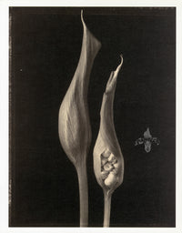Tom Baril Flower Prints from Botanica Calla Pods - Panteek Antique Prints
