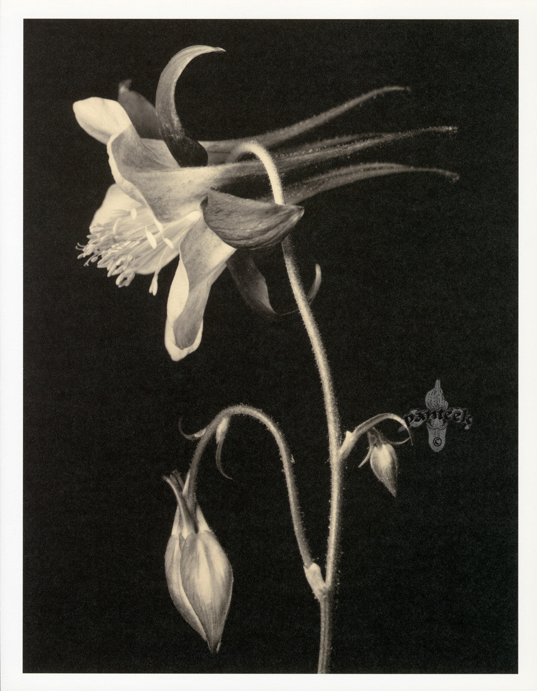 Tom Baril Flower Prints from Botanica Columbine