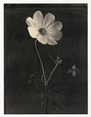 Tom Baril Flower Prints from Botanica Cosmos - Panteek Antique Prints
