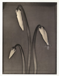 Tom Baril Flower Prints from Botanica Cyclamen - Panteek Antique Prints