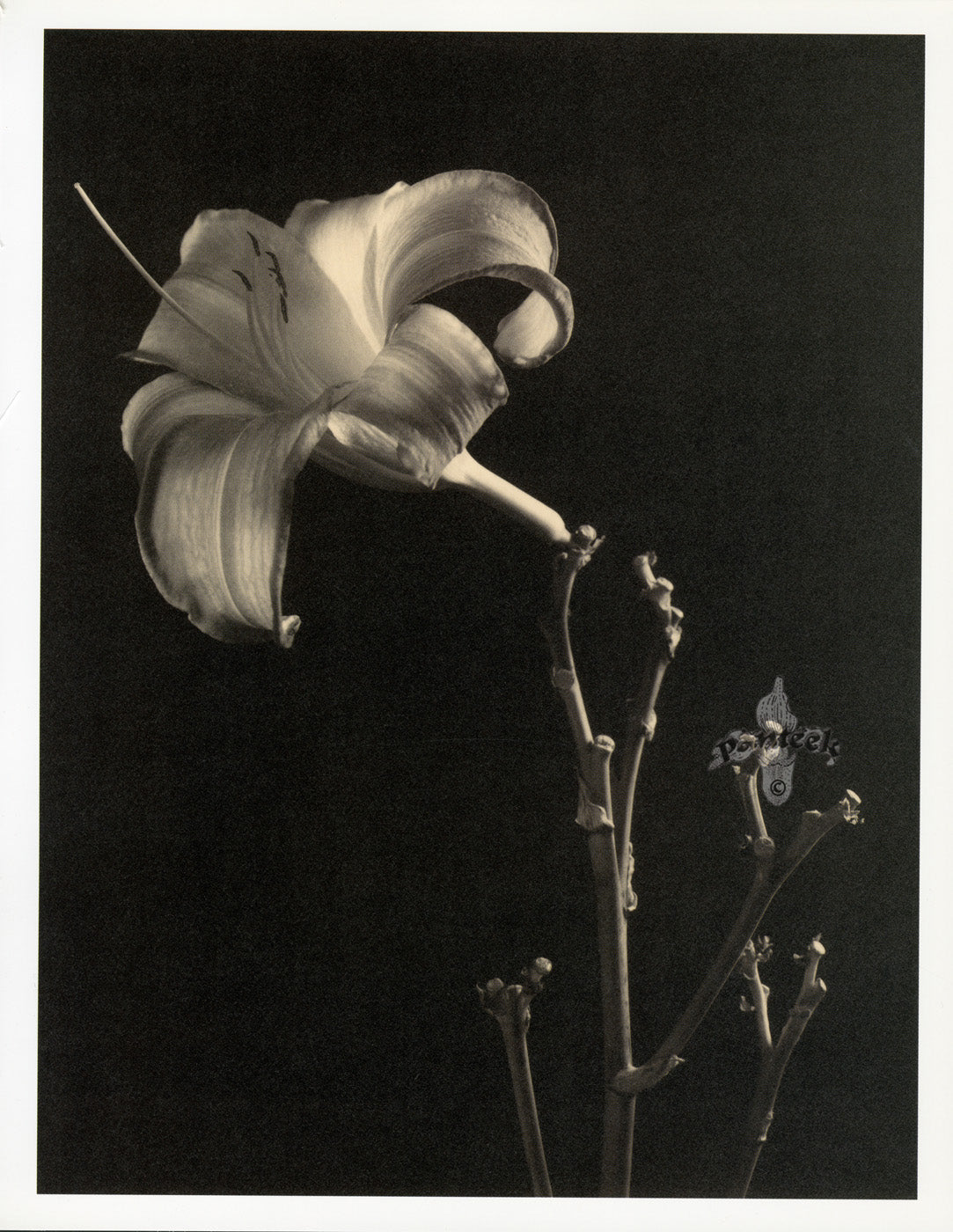 Tom Baril Flower Prints from Botanica Day Lily