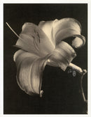 Tom Baril Flower Prints from Botanica Day Lily close-up - Panteek Antique Prints
