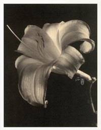 Tom Baril Flower Prints from Botanica Day Lily close-up - Panteek Antique Prints