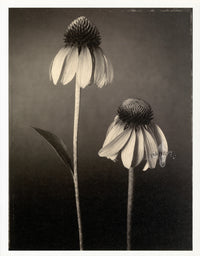 Tom Baril Flower Prints from Botanica Echinacea - Panteek Antique Prints