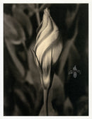 Tom Baril Flower Prints from Botanica Eustoma - Panteek Antique Prints