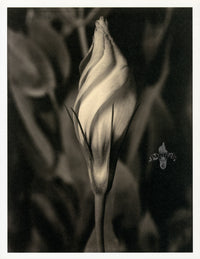 Tom Baril Flower Prints from Botanica Eustoma - Panteek Antique Prints