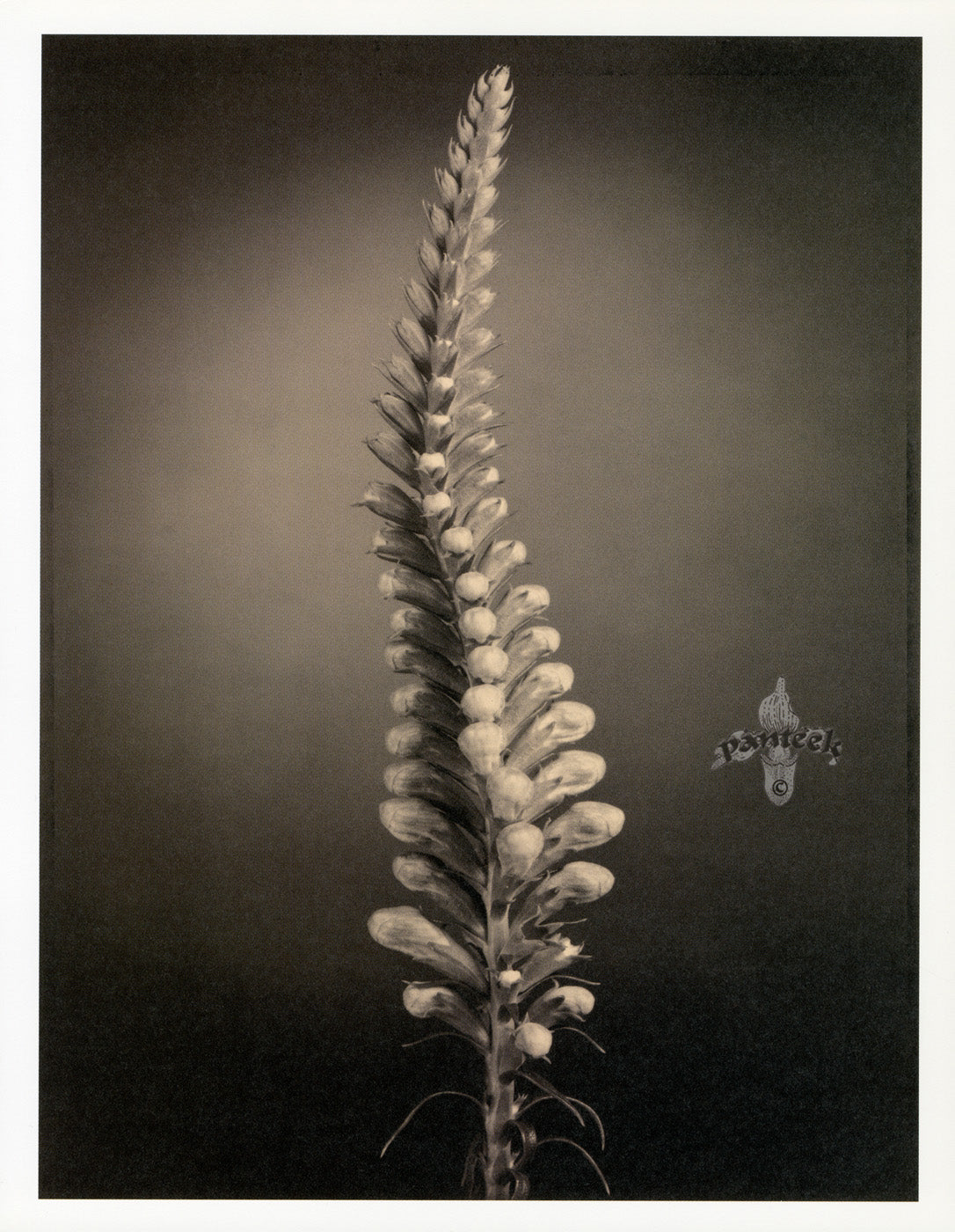 Tom Baril Flower Prints from Botanica False Dragonhead