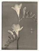 Tom Baril Flower Prints from Botanica Freesia - Panteek Antique Prints