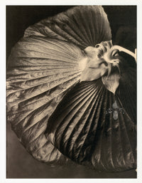 Tom Baril Flower Prints from Botanica Hibiscus - Panteek Antique Prints