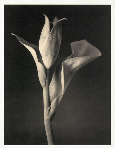 Tom Baril Flower Prints from Botanica Hosta