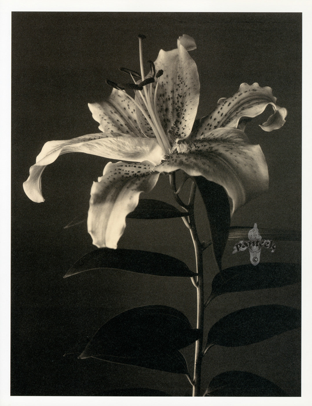 Tom Baril Flower Prints from Botanica Lily