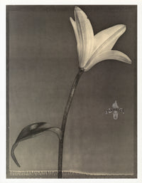 Tom Baril Flower Prints from Botanica Lily back - Panteek Antique Prints