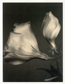 Tom Baril Flower Prints from Botanica Lisianthus - Panteek Antique Prints