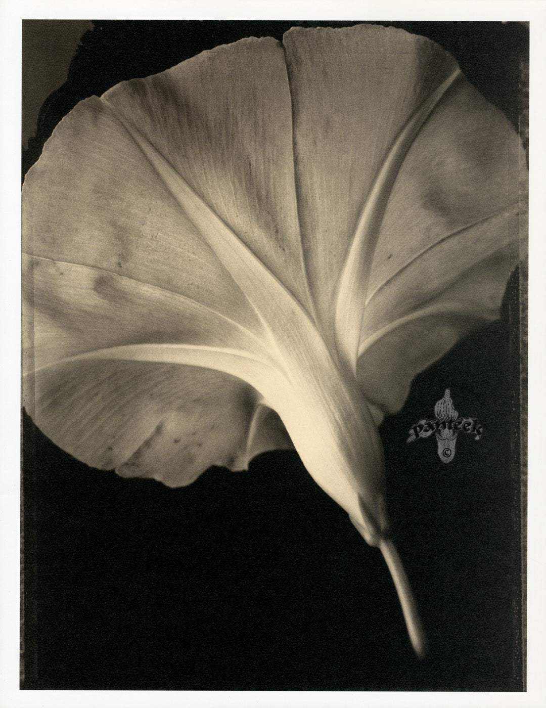 Tom Baril Flower Prints from Botanica Morning Glory close-up