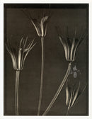 Tom Baril Flower Prints from Botanica Nigella Pods - Panteek Antique Prints