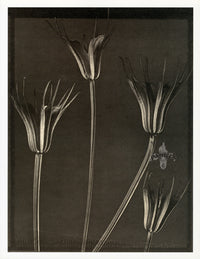 Tom Baril Flower Prints from Botanica Nigella Pods - Panteek Antique Prints