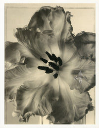 Tom Baril Flower Prints from Botanica Parrot Tulip - Panteek Antique Prints