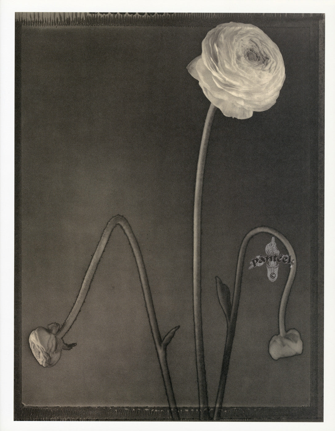 Tom Baril Flower Prints from Botanica Ranunculus