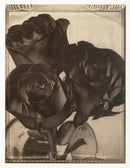 Tom Baril Flower Prints from Botanica Red Roses - Panteek Antique Prints