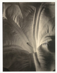 Tom Baril Flower Prints from Botanica Sedum - Panteek Antique Prints