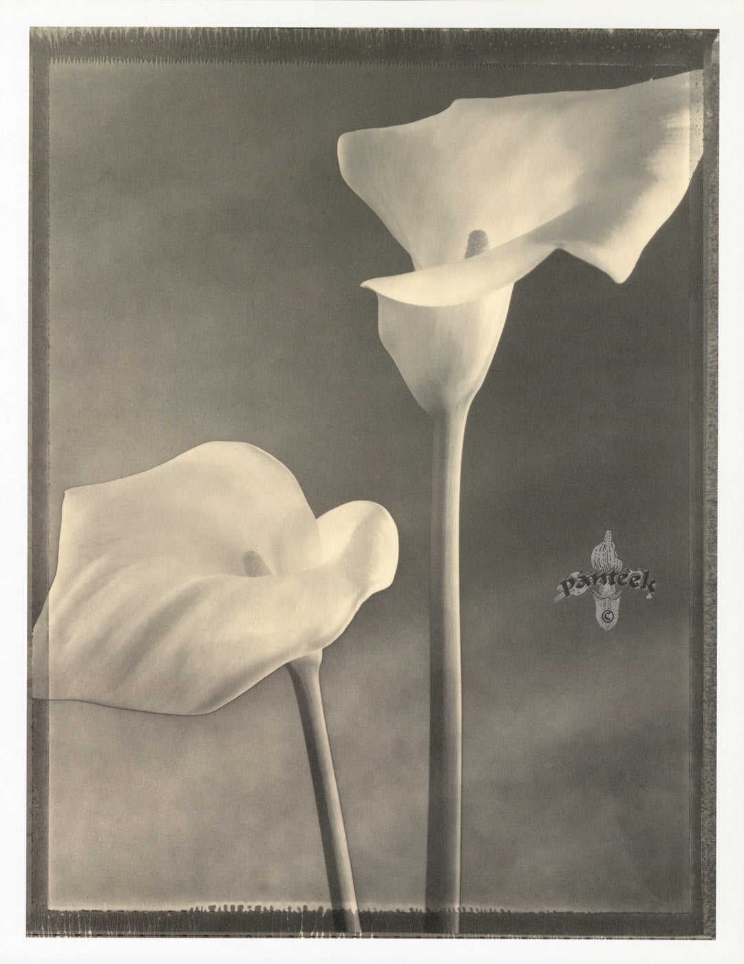 Tom Baril Flower Prints from Botanica Solarized Callas