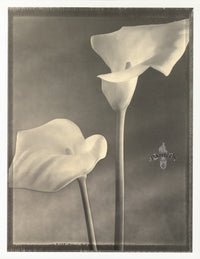 Tom Baril Flower Prints from Botanica Solarized Callas - Panteek Antique Prints
