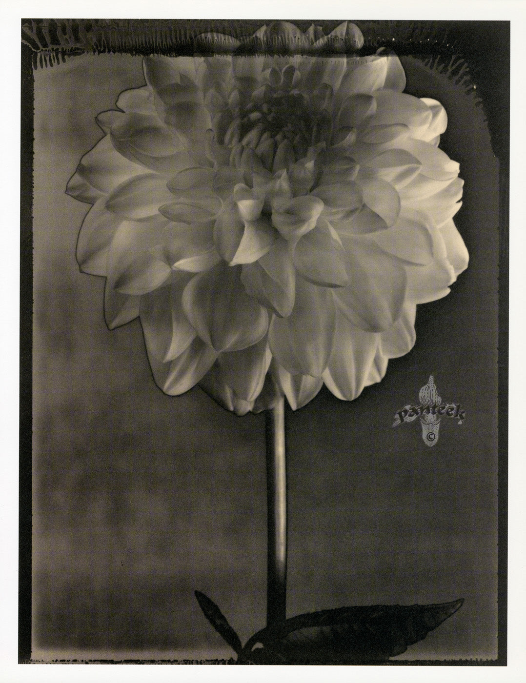 Tom Baril Flower Prints from Botanica Solarized Dahlia
