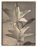Tom Baril Flower Prints from Botanica Solarized Lilies - Panteek Antique Prints