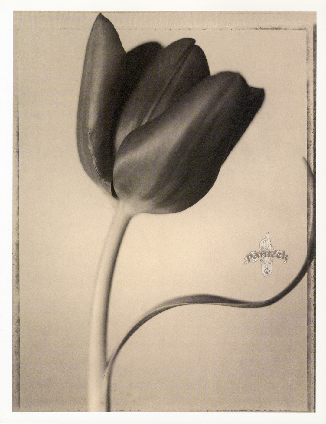 Tom Baril Flower Prints from Botanica Tulip