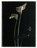 Tom Baril Flower Prints from Botanica Two Callas - Panteek Antique Prints