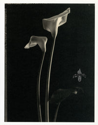 Tom Baril Flower Prints from Botanica Two Callas - Panteek Antique Prints