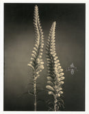 Tom Baril Flower Prints from Botanica Two False Dragonheads - Panteek Antique Prints