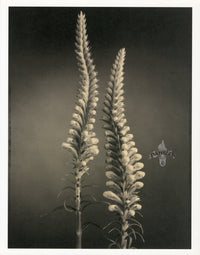 Tom Baril Flower Prints from Botanica Two False Dragonheads - Panteek Antique Prints