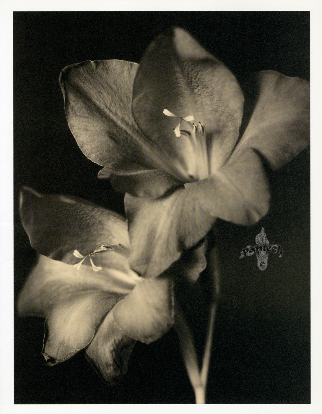 Tom Baril Flower Prints from Botanica Two Glads