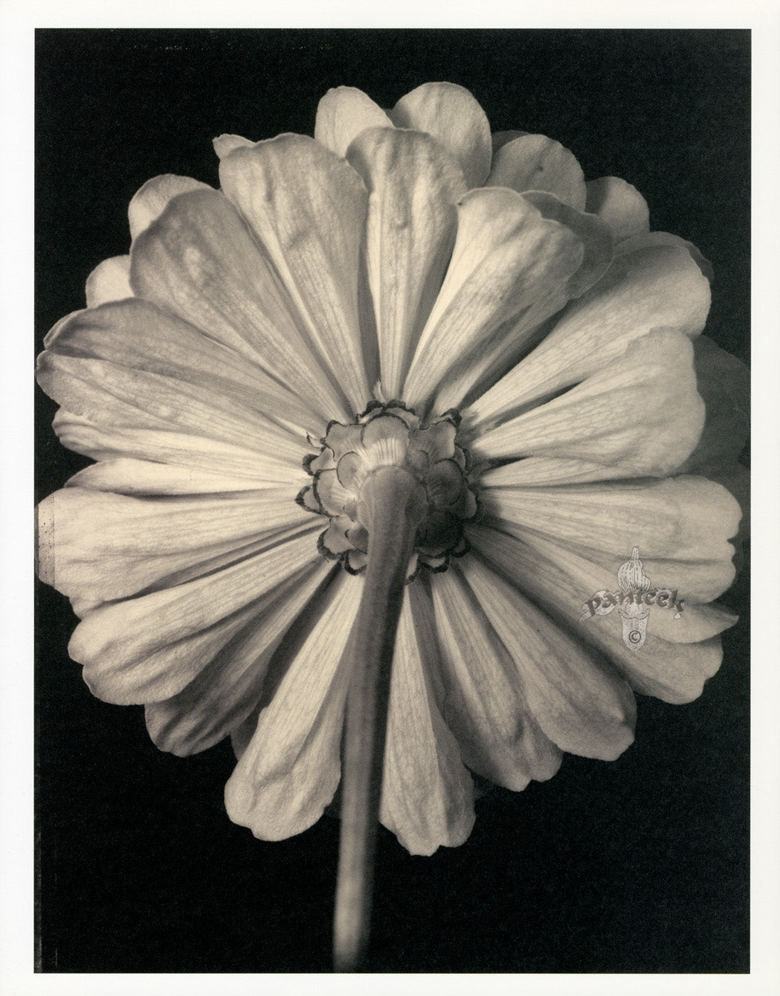 Tom Baril Flower Prints from Botanica Zinnia back